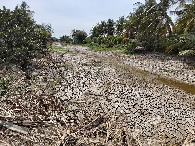 Hạn mặn khốc liệt ở Đồng bằng sông Cửu Long